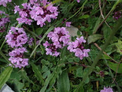 Thymus pulcherrimus