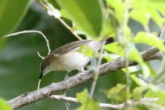 Gerygone magnirostris