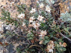 Ericameria cuneata