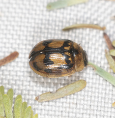 Peltoschema hamadryas