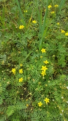 Sibbaldianthe orientalis