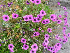 Geranium subcaulescens
