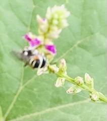 Pseudapis oxybeloides