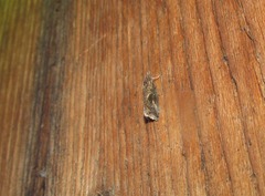 Endothenia quadrimaculana