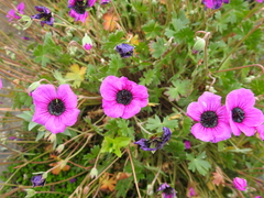 Geranium subcaulescens