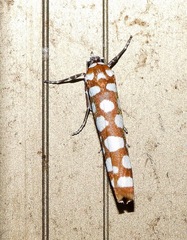 Atteva charopis