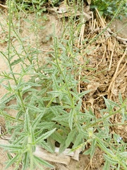 Heliotropium zeylanicum
