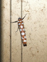Atteva charopis