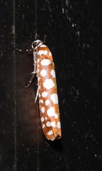 Atteva charopis