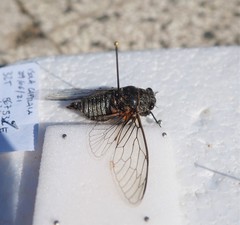 Tibicina