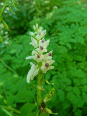 Corydalis caseana hastata