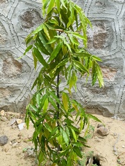 Polyalthia