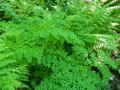 Corydalis caseana hastata
