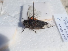 Tibicina