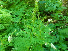 Corydalis caseana hastata