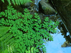 Corydalis caseana hastata