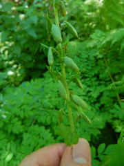 Corydalis caseana hastata