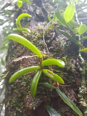 Bulbophyllum lamingtonense