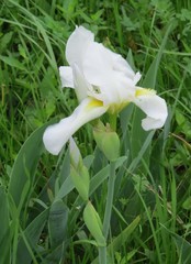 Iris albicans
