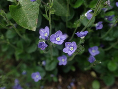 Veronica aphylla