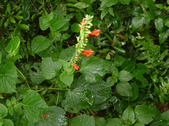 Salvia subrotunda