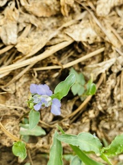 Commelina forskaolii