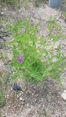 Astragalus davuricus