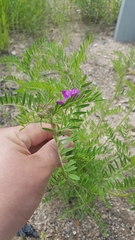 Astragalus davuricus