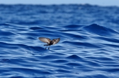 Hydrobates pelagicus