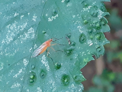Rhamphomyia flava