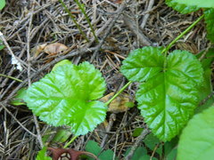 Rubus nivalis