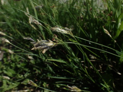 Sesleria