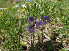 Soldanella