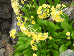 Primula elatior