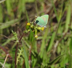 Callophrys viridis