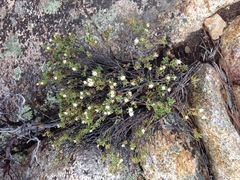 Ericameria cuneata