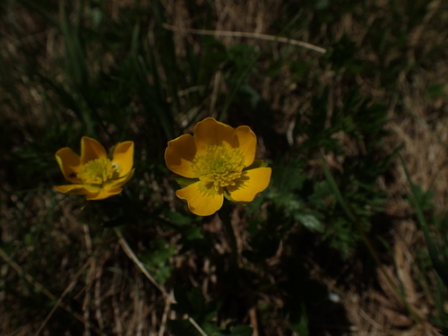 iskerník veľhorský (Ranunculus breyninus)