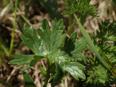 Ranunculus breyninus
