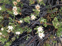 Ericameria cuneata