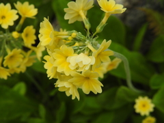 Primula elatior