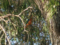 Platycercus icterotis icterotis