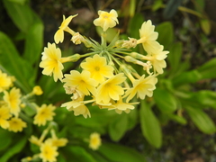 Primula elatior