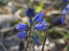 Polygala calcarea