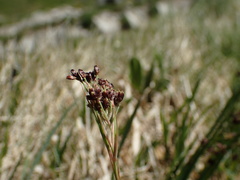 Luzula alpinopilosa