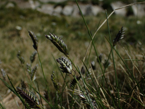 hôľnička dvojradová (Oreochloa disticha)