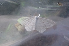 Scopula subpunctaria