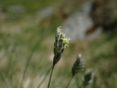 Oreochloa disticha
