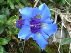 Gentiana occidentalis