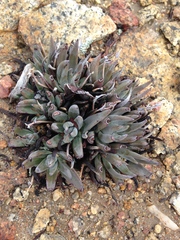 Dudleya abramsii