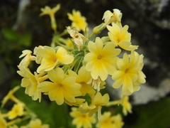 Primula elatior